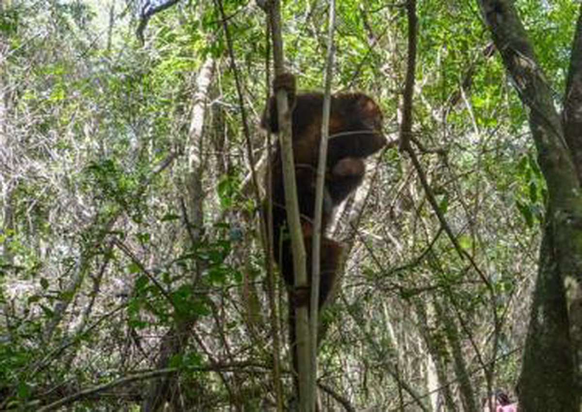 Febre amarela mata mais um bugio no RS e causa preocupação