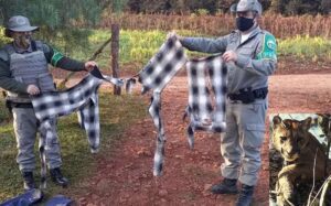 Idoso é atacado por onça-parda no RS