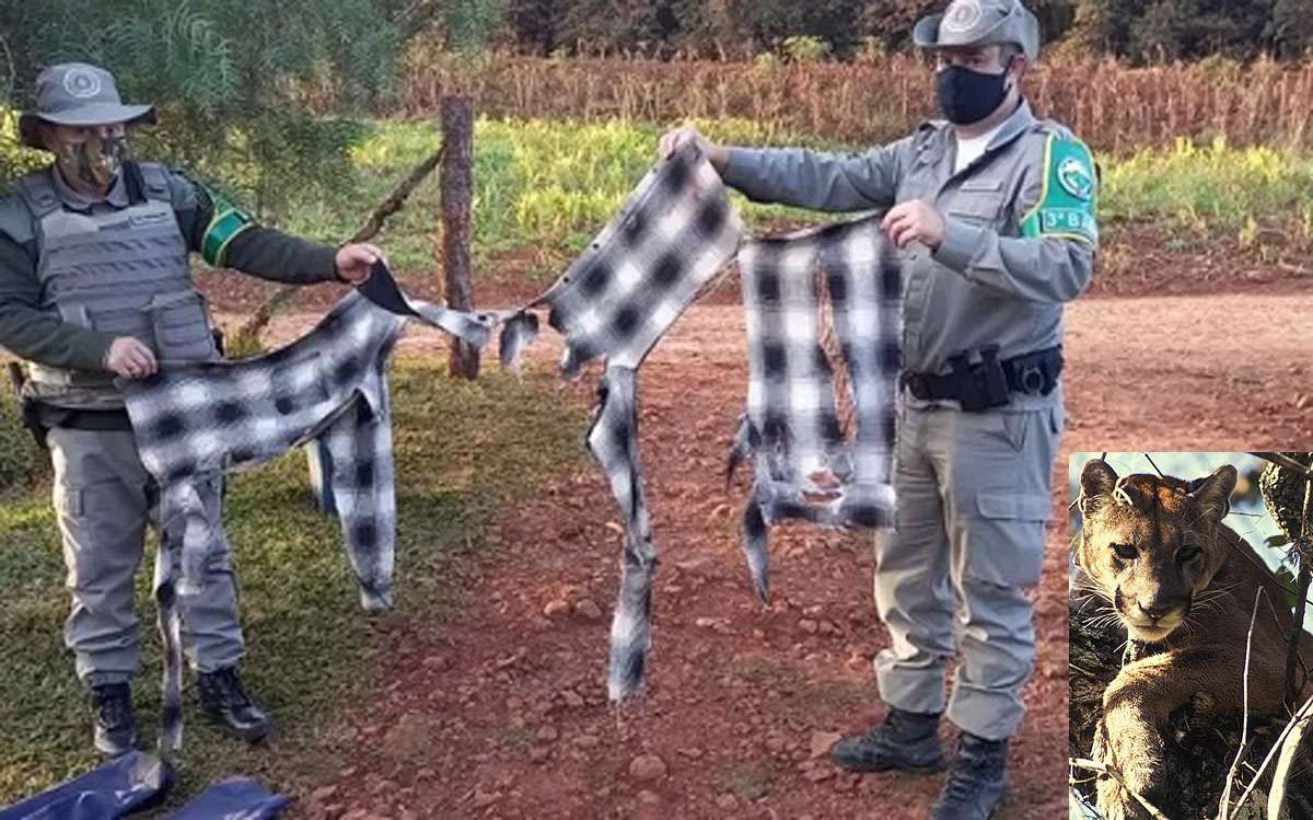 Idoso é atacado por onça-parda no RS