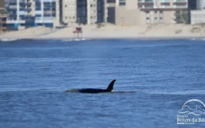 Gestão da orla de Tramandaí