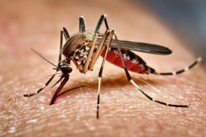 Novo óbito por chikungunya, Dengue faz novas vítimas no RS