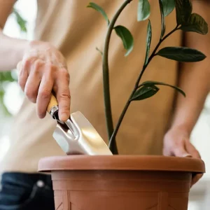 Como fazer mudas de Zamioculcas dividindo as touceiras em 4 etapas