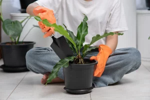 Plantas perdendo flores Veja o que fazer