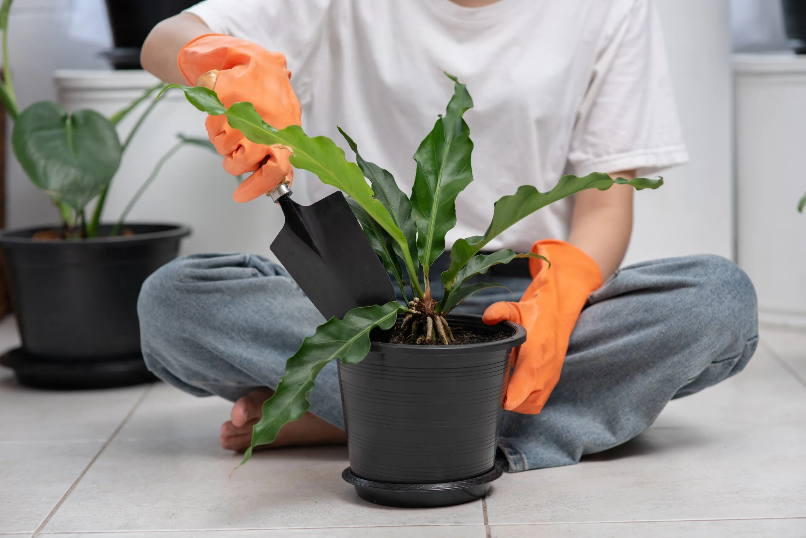 Plantas perdendo flores Veja o que fazer