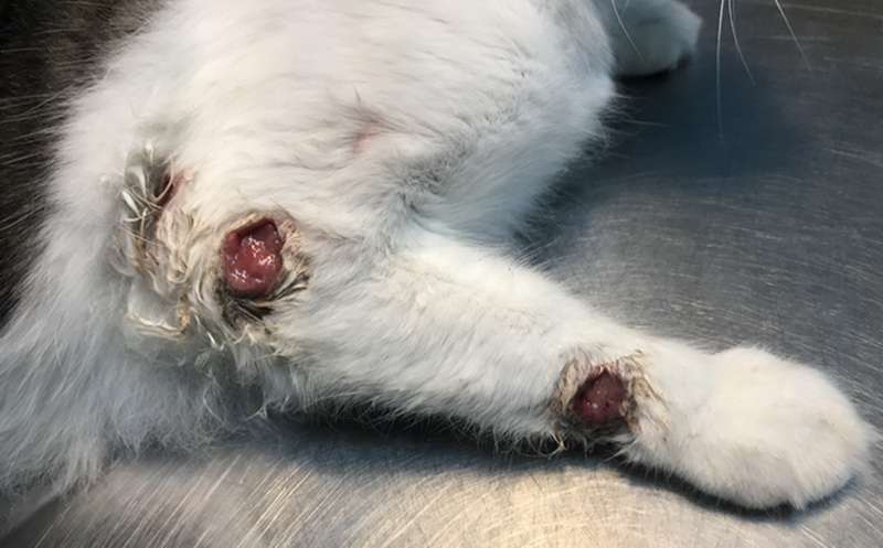 Esporotricose avança em Osório: veja o alerta