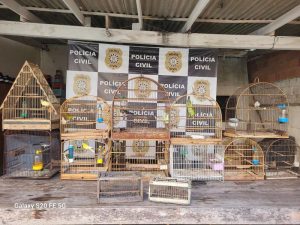 Aves silvestres em cativeiro