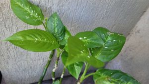 Comigo-ninguém-pode