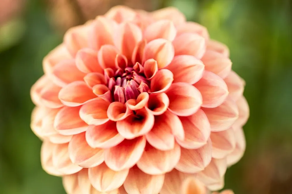 Descubra como a dália pode ser a estrela do seu jardim