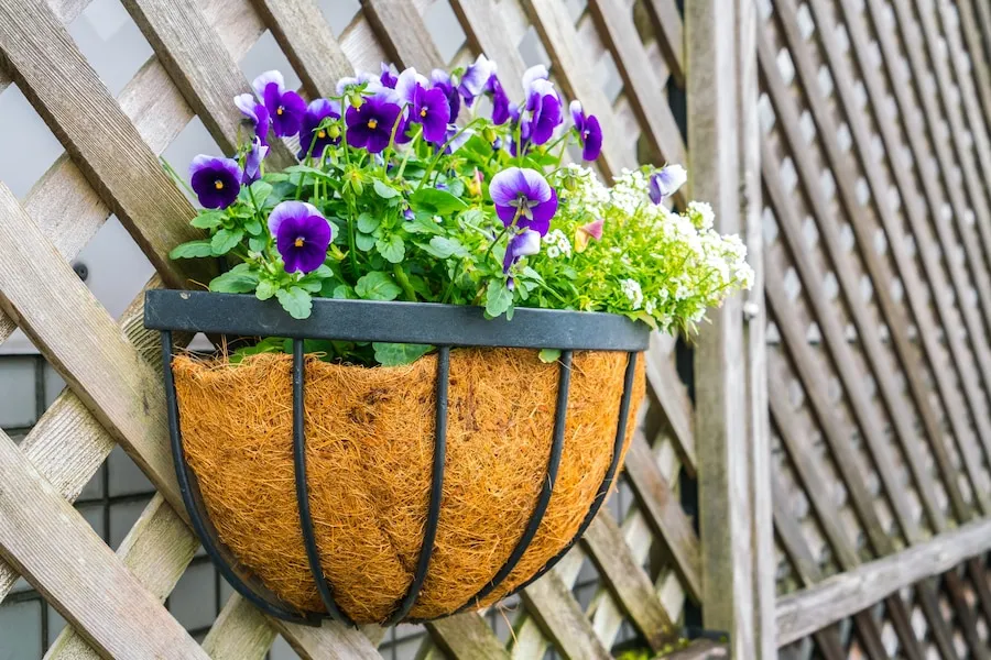 Os segredos para um jardim encantador com petúnias floridas