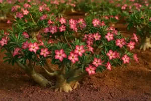 Rosa-do-deserto 4 passos para um cultivo perfeito