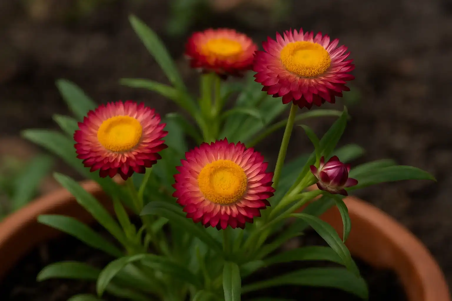 Sempre-viva 4 cuidados que fazem toda diferença