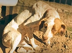 Crueldade no Litoral