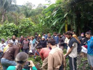 Sistemas agroflorestais ganham destaque no Litoral Norte