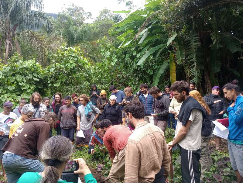 Sistemas agroflorestais ganham destaque no Litoral Norte
