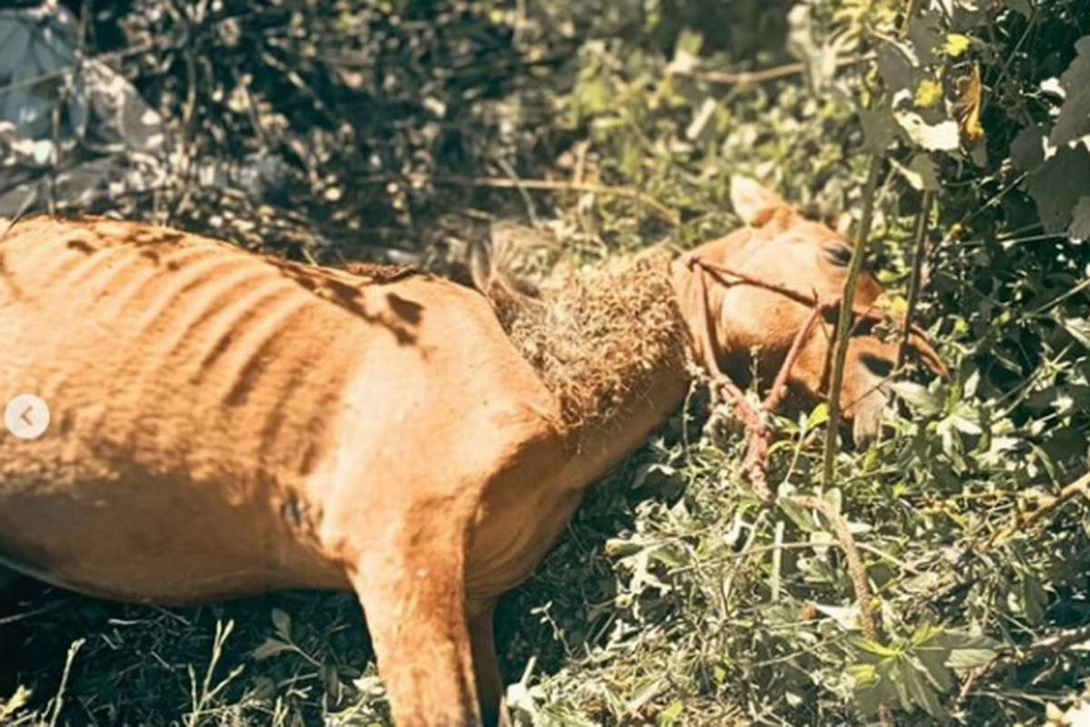 Maus-tratos a cavalo em Xangri-Lá mobilizam ação da BM