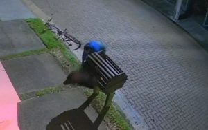 Latrocínio em Torres