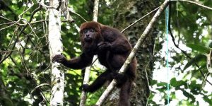 Mortes de bugios no RS