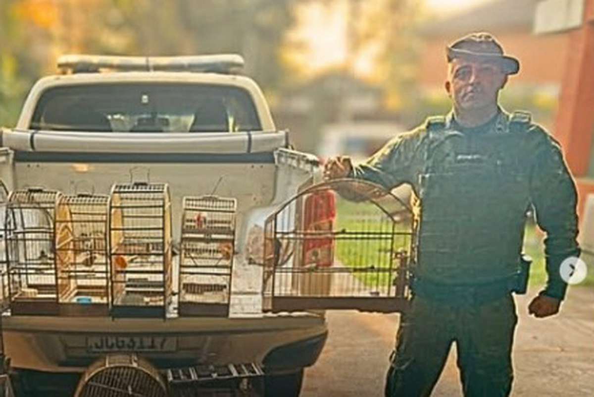 Brigada Militar flagra apreende aves silvestres em Três Forquilhas