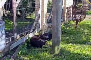 Cabo energizado mata cães após ciclone no Litoral