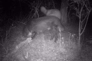 Cães soltos causam perdas devastadoras para criadores de ovelhas no RS