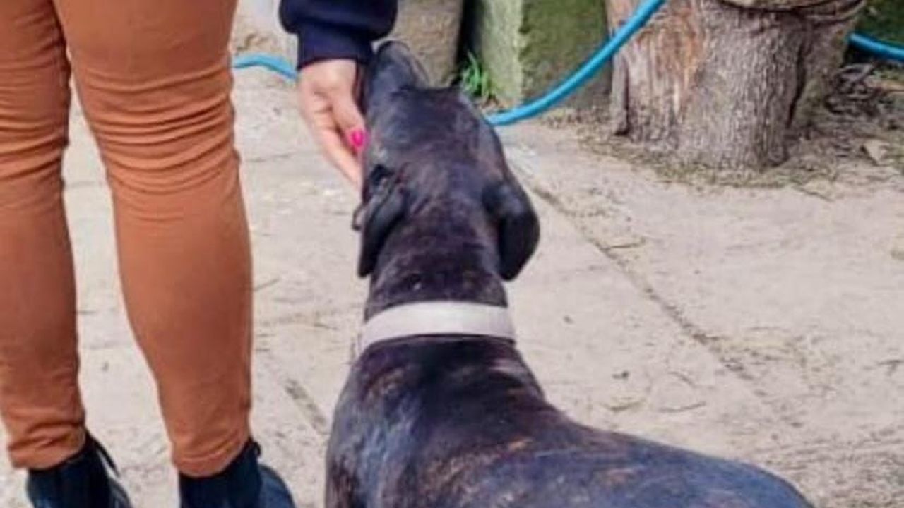 Maus-tratos a animais