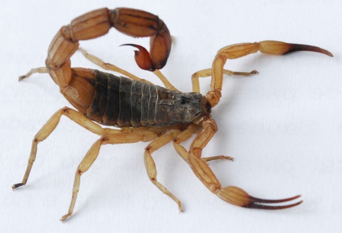 Alerta no RS: como plantas ajudam a conter a infestação do escorpião-amarelo