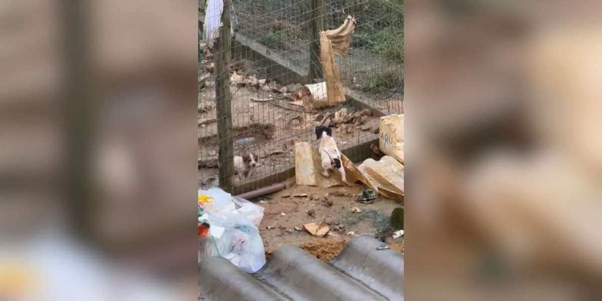 Cães mortos em freezer