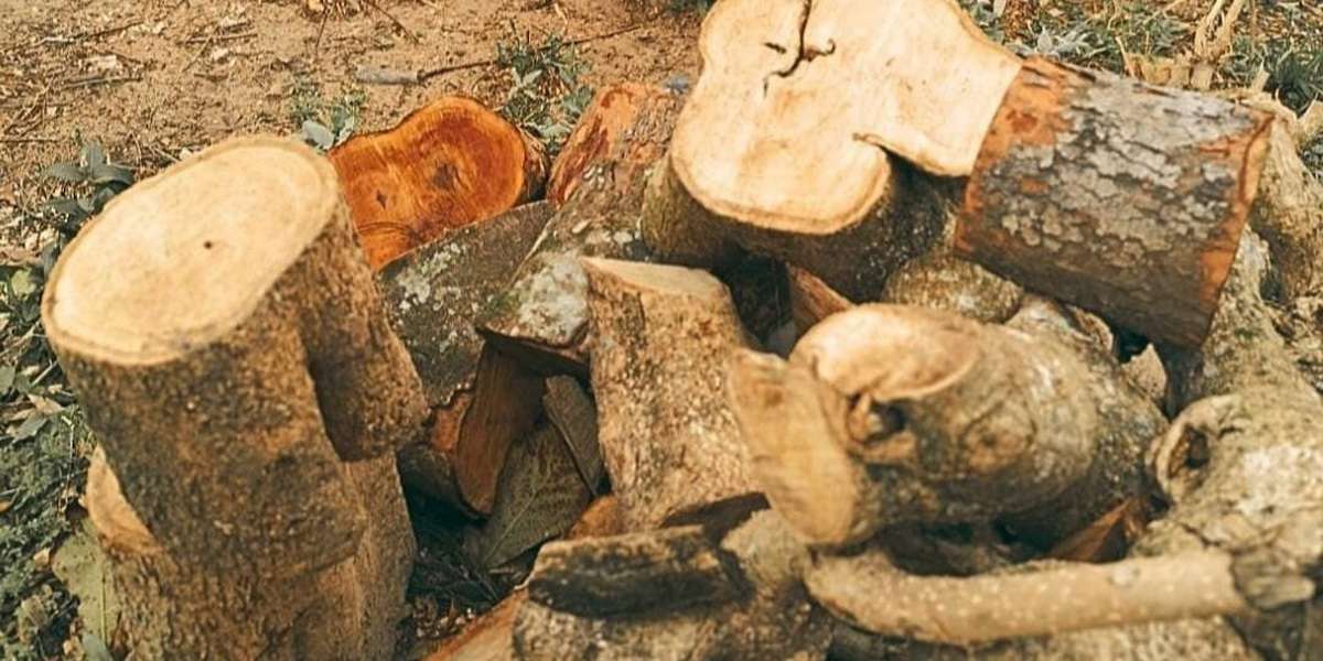 Corte de árvores nativas