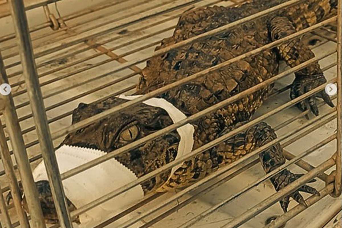 Jacaré-do-papo-amarelo é resgatado em galerias de esgoto no RS