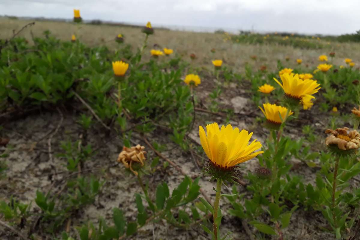 Margarida-da-praia está à beira da extinção e sobrevive apenas no RS