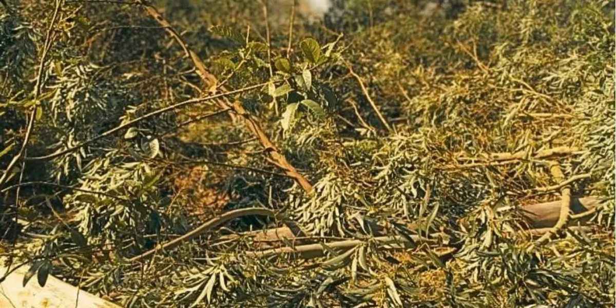 caso de polícia no Litoral