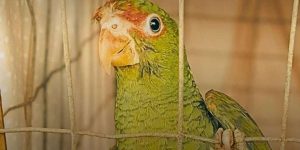 Papagaio
