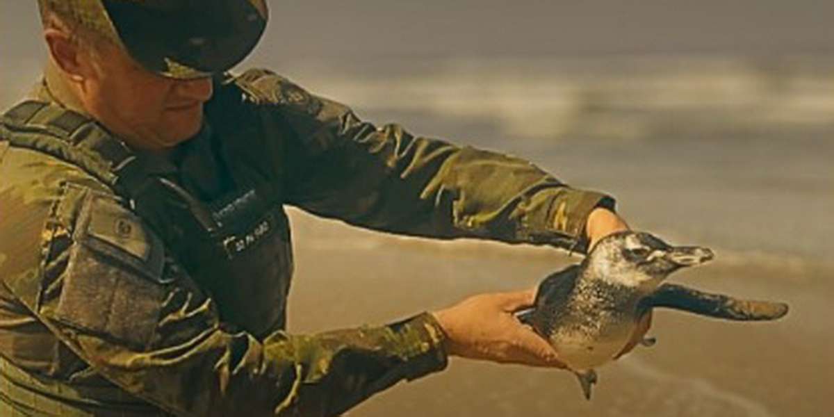 Pinguim debilitado é resgatado na praia, mas não resiste e morre.