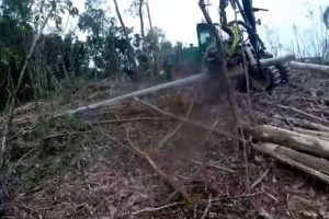 Tronco de eucalipto atinge trabalhador e o deixa em estado grave no RS