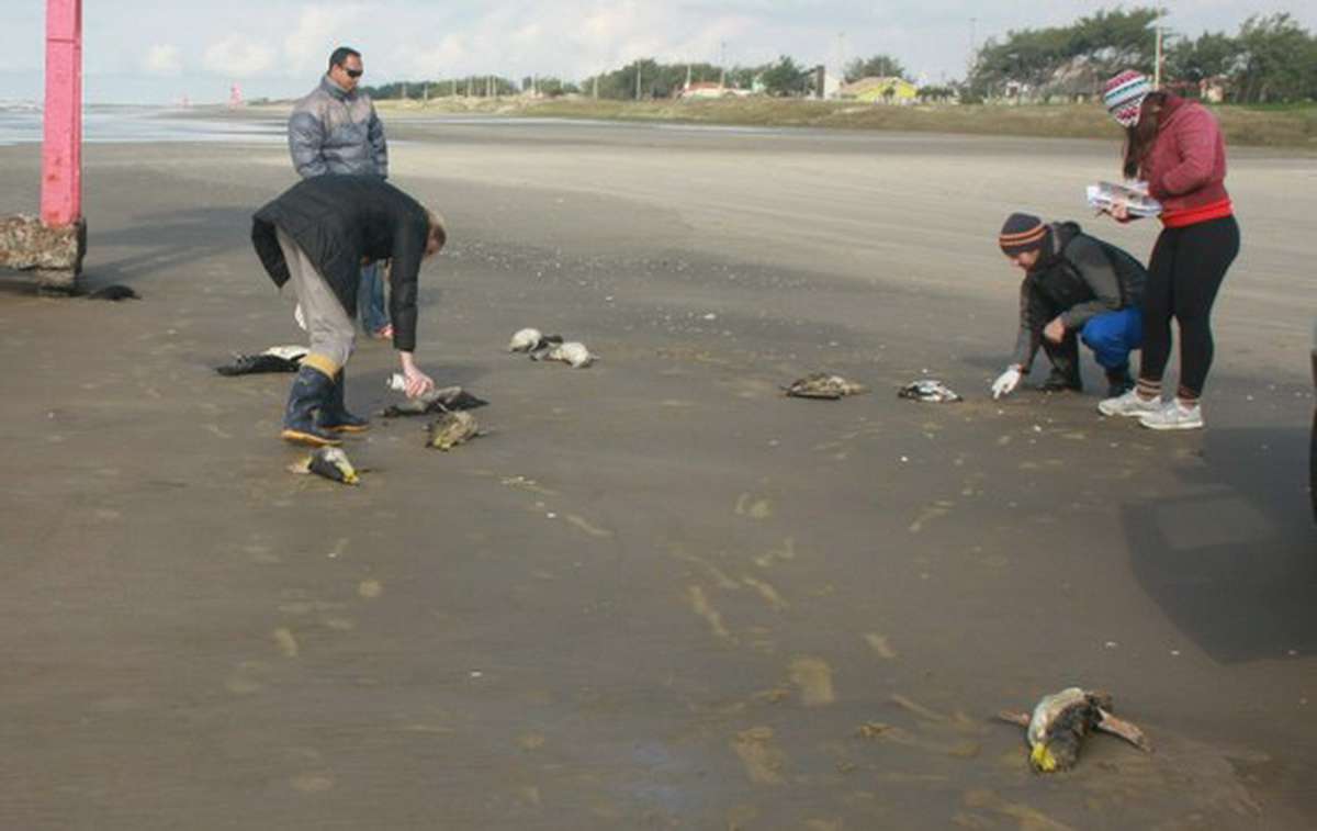 Pinguins mortos no litoral do RS: A explicação dos especialistas vai te surpreender