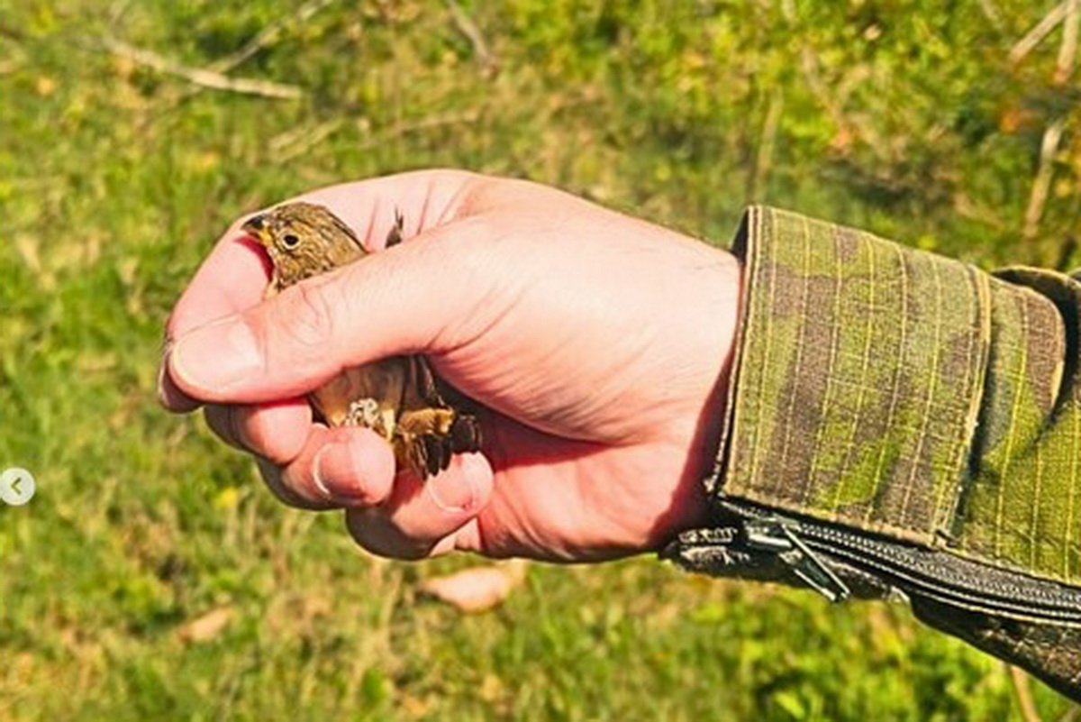 Aves silvestres são devolvidas à natureza em Capão da Canoa