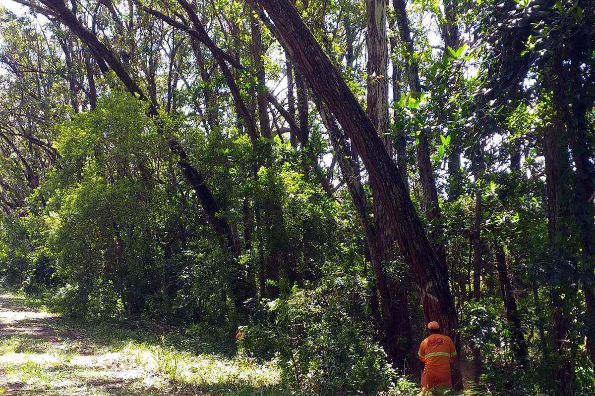 Manejo de vegetação no Túnel Verde