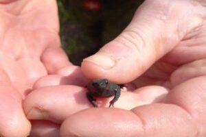 Espécie rara ameaçada de extinção