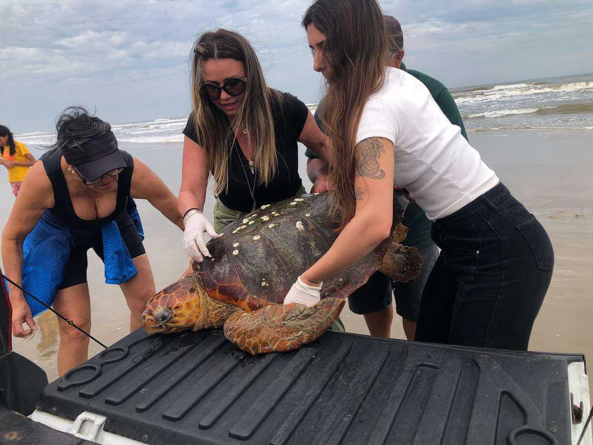 Tartaruga-cabeçuda é resgatada debilitada em praia do Litoral Norte