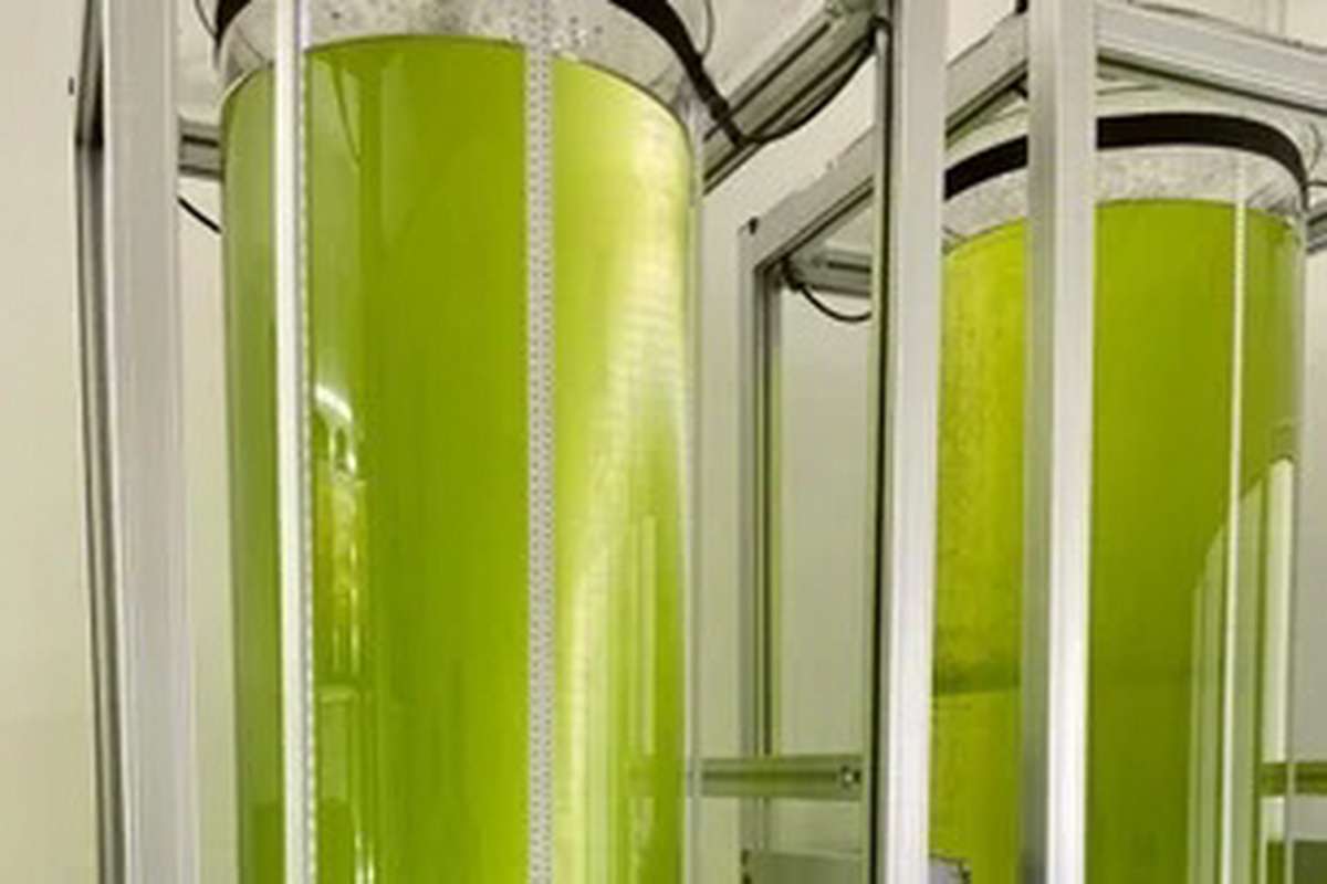 Tecnologia de microalgas: startup do Litoral transforma biotecnologia marinha em soluções sustentáveis