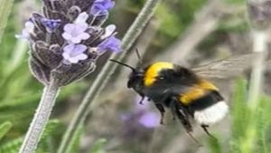 Mamangava europeia: pesquisa alerta para risco de invasão no RS