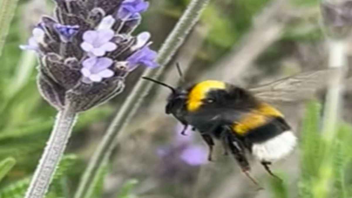 Mamangava europeia: pesquisa alerta para risco de invasão no RS