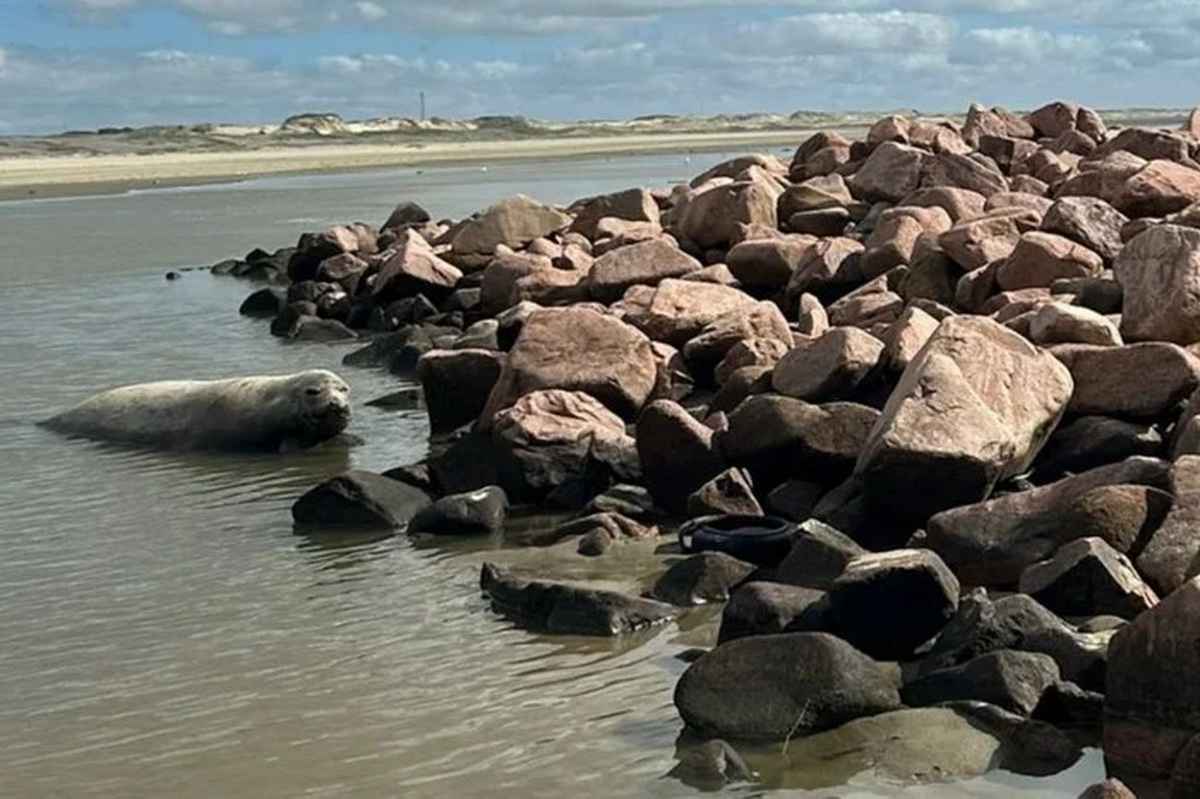 Elefante-marinho-do-sul chama atenção na beira mar
