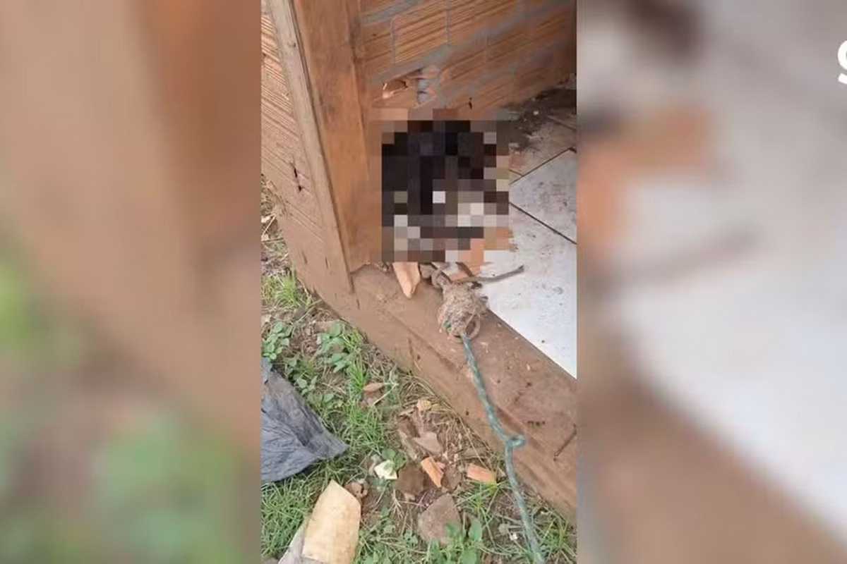 Mulher é presa por morte de cão no RS