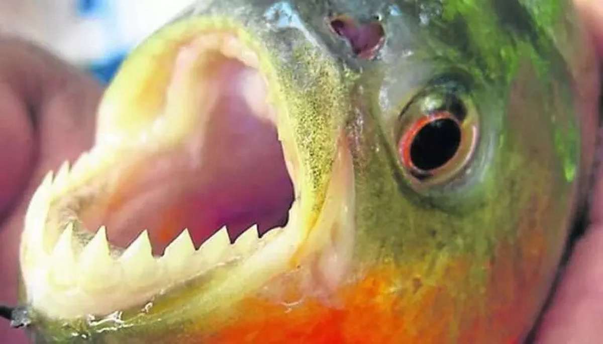 Piranha na lagoa: pescador fisga espécie predadora em Osório