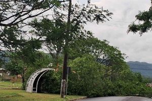 Temporal derruba árvore de grande porte sobre rua em Osório