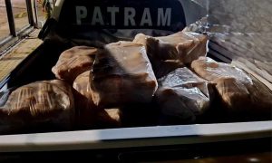 Transporte irregular de pescado leva à prisão homem com 600 quilos de peixe