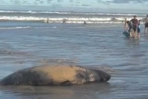 Elefante-marinho, Visitante inesperado
