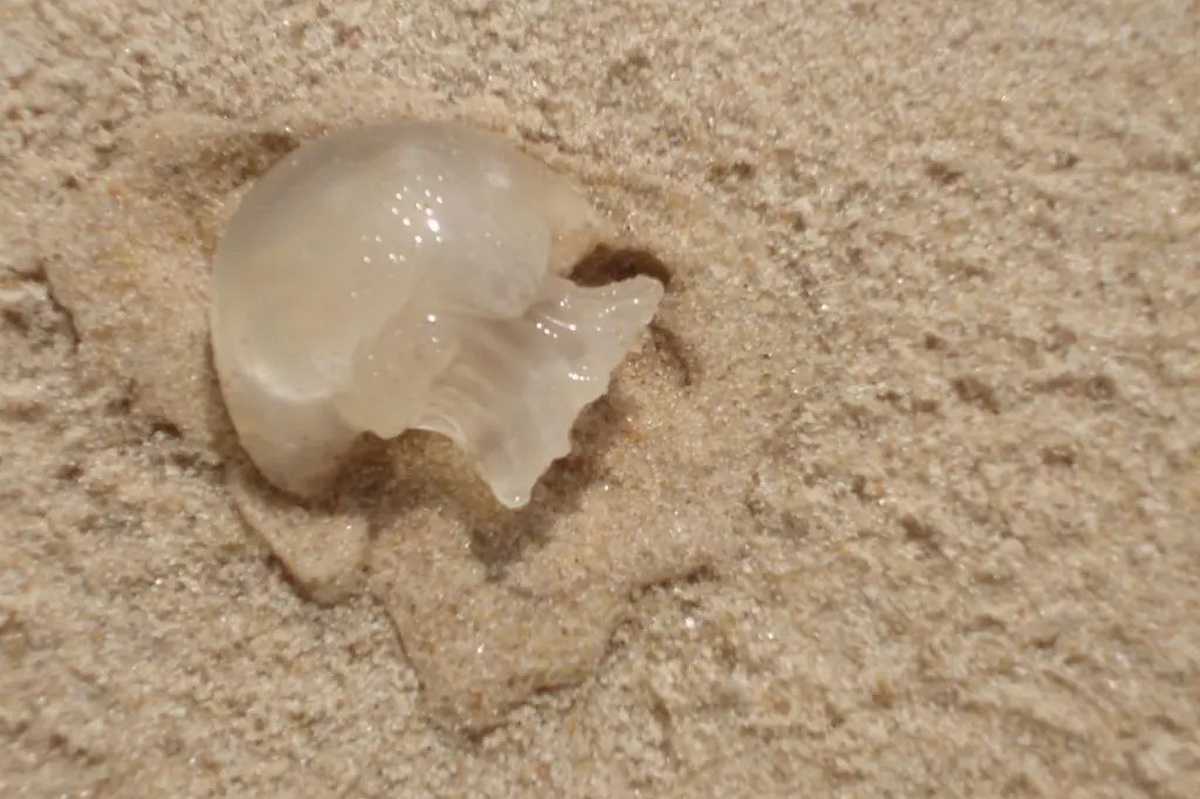 Torres, Queimaduras por águas-vivas