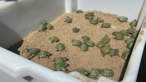 Tartarugas tigre-d’água